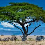 A group of elephants under the big green tree in the wilderness